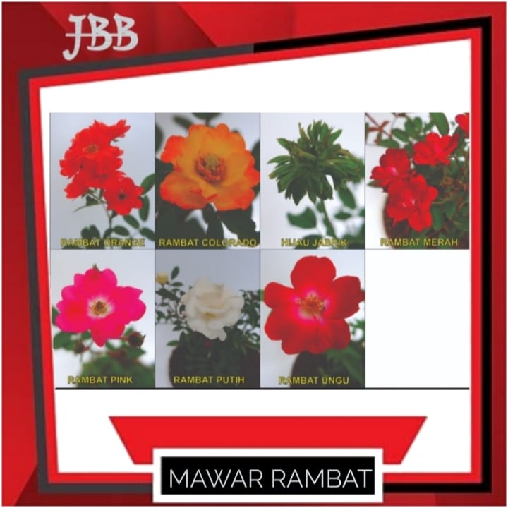 Tanaman Hias Mawar Rambat - Bunga Mawar Merambat - Mawar Berakar