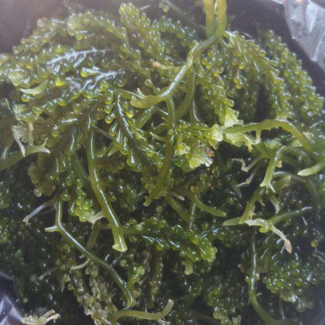 Latoh / Lawi-lawi / Green Caviar / Anggur Laut