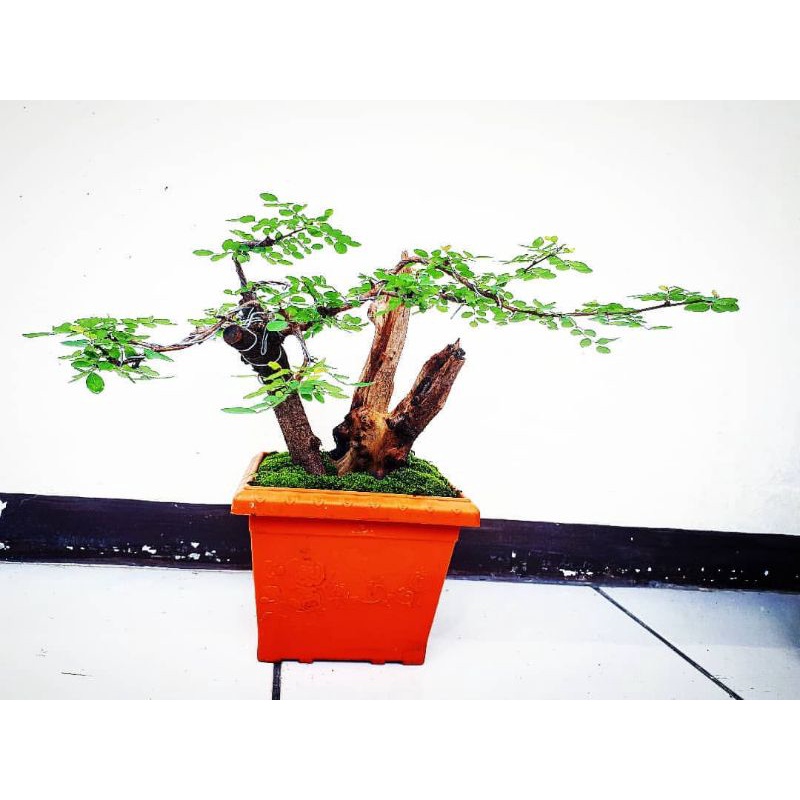 bonsai ileng ileng/mangsian