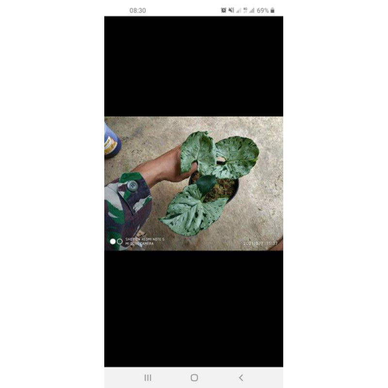 Syngonium Green Splash