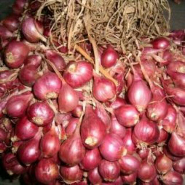 

Bawang Merah Brebes Asli
