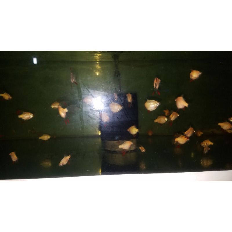 

ikan air tawar