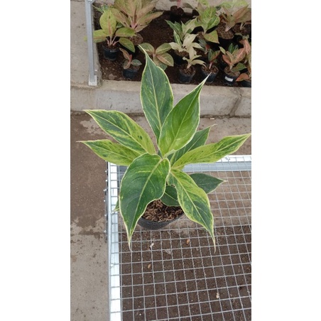 aglonema lipstik putih