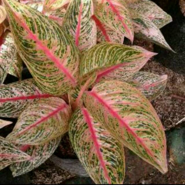 Bibit  Bunga Aglonema Legacy