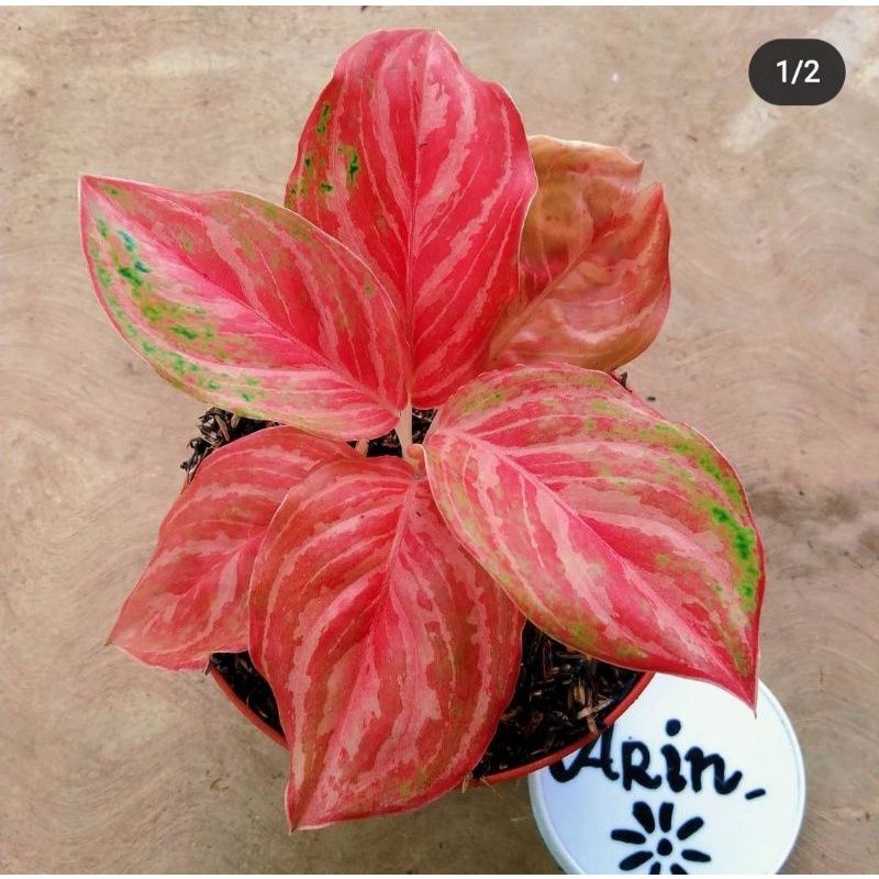 Bibit/anakan Aglonema LOD