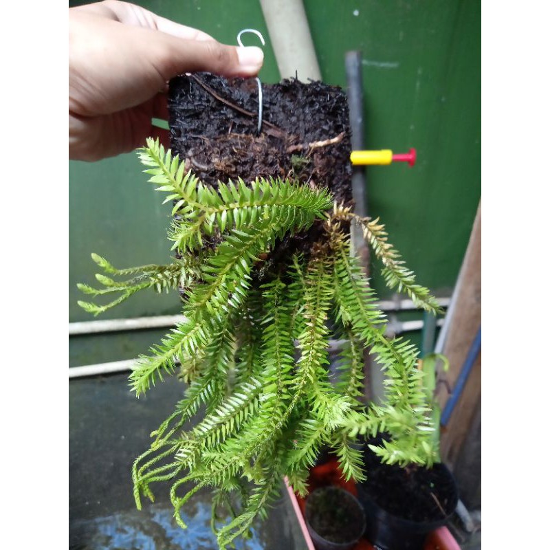 Huperzia Kumpai Tanaman Gantung Ekor Tupai