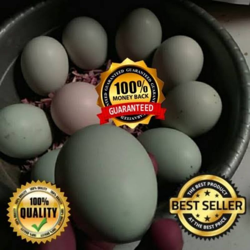 

TELUR hijau ayam birma/TELUR AYAM BIRMA MORENA