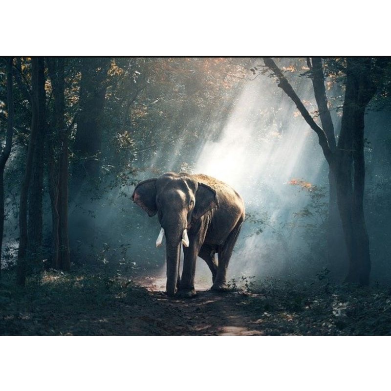 cetak foto 17R ukuran 30cm x 40cm mesin FUJI FILM