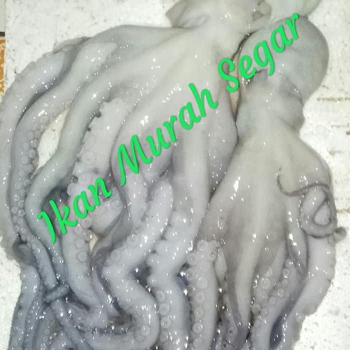 

Baby Octopus Baby Gurita segar frozen berat 1 kg