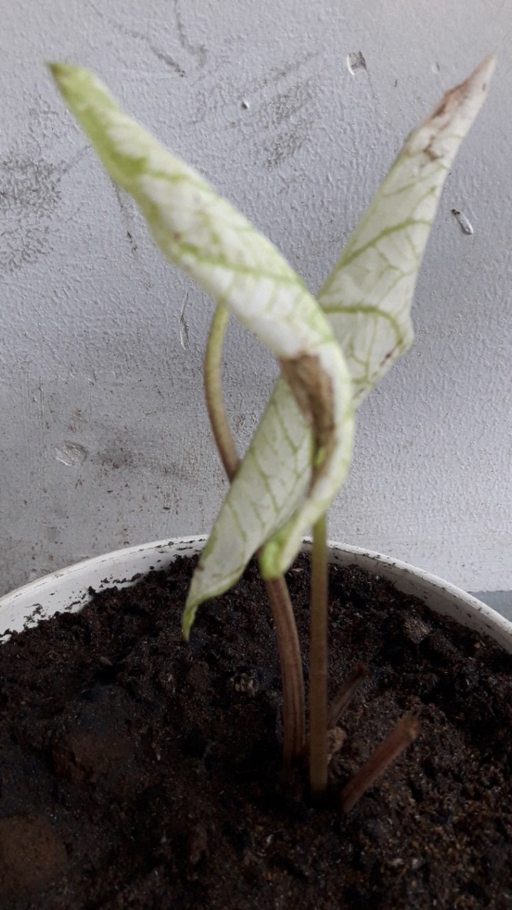 Tanaman Hias Caladium White Christmas