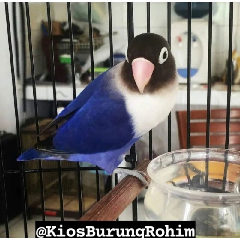 burung lovebird vio dakocan jantan/betina paud dan dewasa