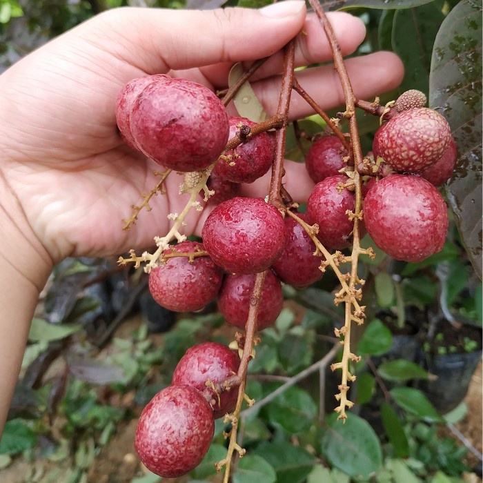 Bibit Tanaman Buah KELENGKENG MERAH Premium