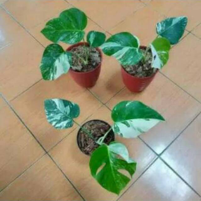 Bonggol Bibit Monstera Varigata Original 100 Shopee Indonesia