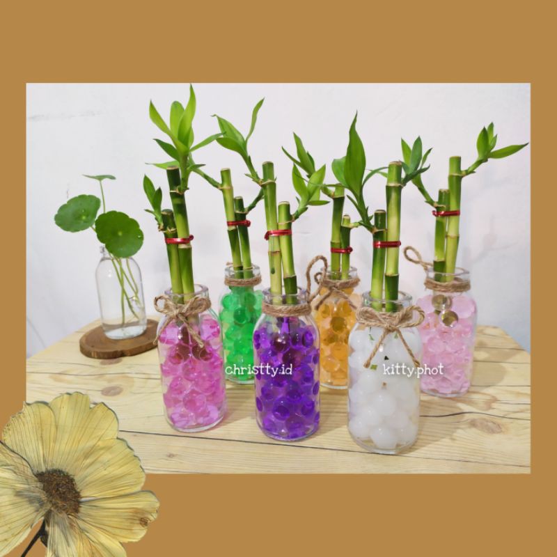 Souvenir Bambu Hoki Hidrogel / Lucky Bamboo