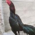 Bisa COD Telur Ayam Pakhoy Maneedaeng X Blackbull Full Brakot - Ayam Bangkok Import - pakoy import - Telur Pakoi - pakoe brutal [KODE 3514]