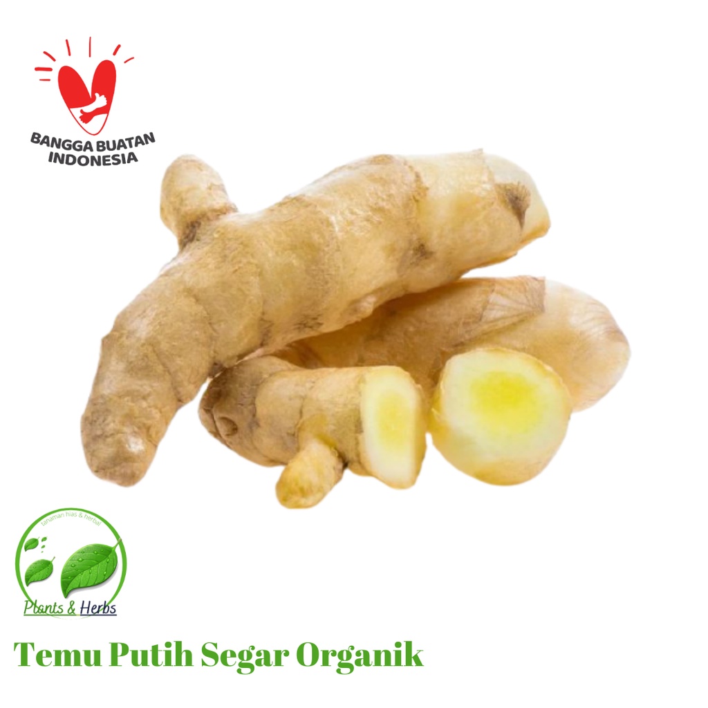 

1KG Herbal Temu Putih Segar Organik - Kunir kunyit Putih - Curcuma Zedoaria