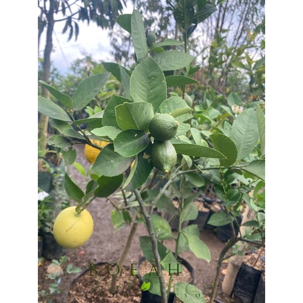 Bibit Tanaman Buah Jeruk Lemon Tanpa Biji Kondisi Berbuah/Lemon Seedless Berbuah