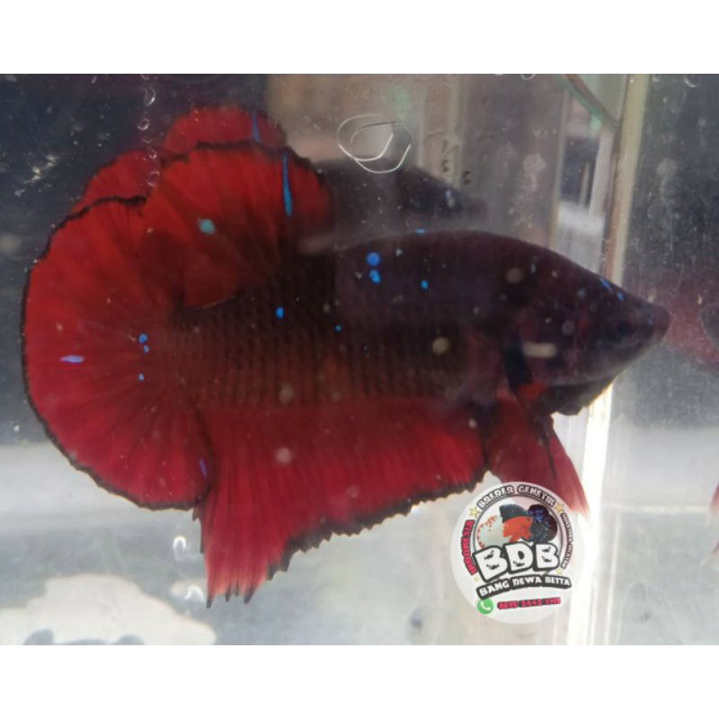 

ikan-cupang_avatar_kalimaya-bahanan