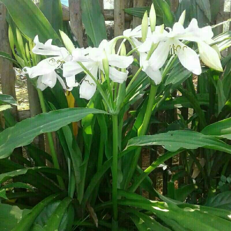 umbi bakung/umbi amarilis/umbi brojol/bunga amarilis/bunga bakung warna putih