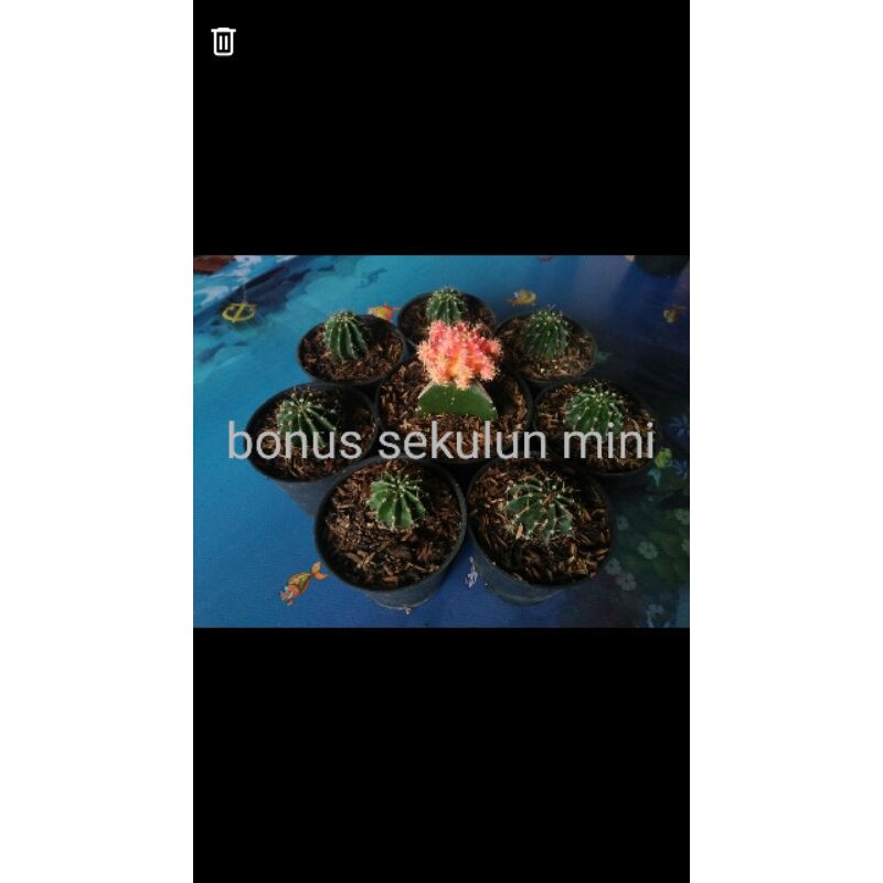 

kaktus accino+3colour