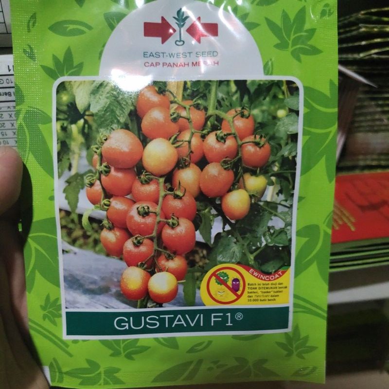 Benih tomat GUSTAVI F1 1750 butir tomat hibrida dari panah merah-Polos