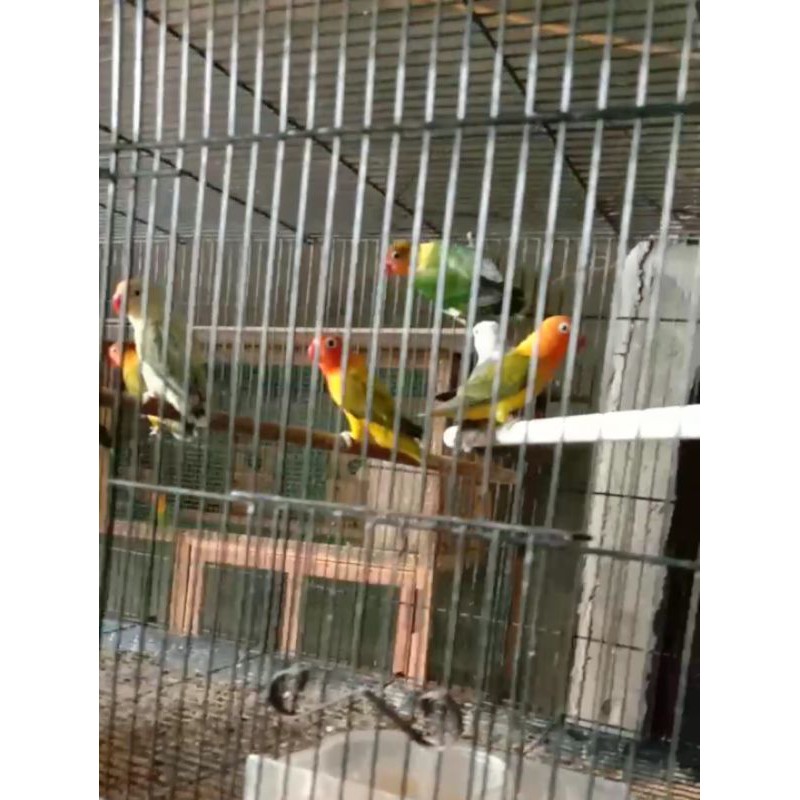 Lovebird Biola / Lb / Lovbird Bio / Lakbet
