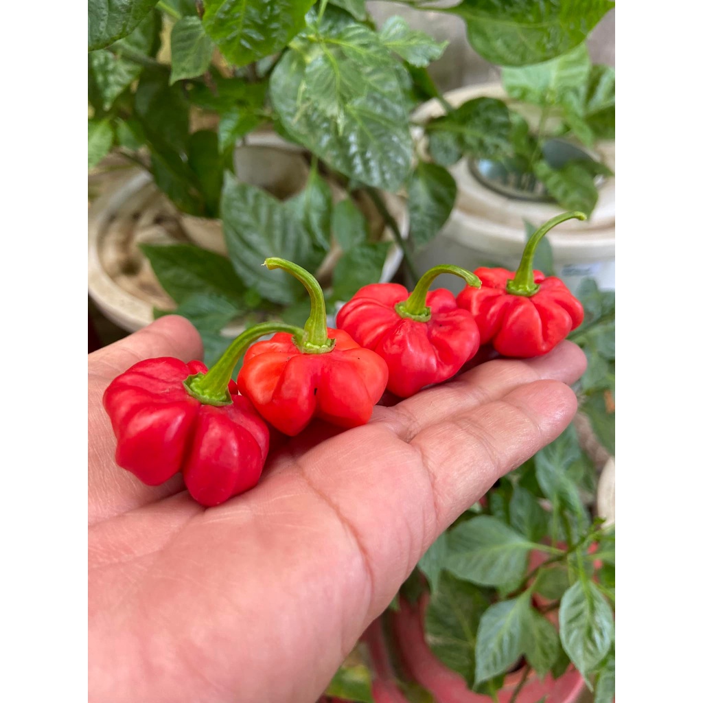 Benih Bibit Biji - Cabai Trinidad Congo Red Habanero Pepper Seeds