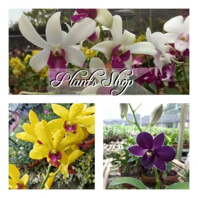 Paket 3 Anggrek Dendrobium Dewasa - Anggrek Dendrobium Berbunga - Anggrek Murah