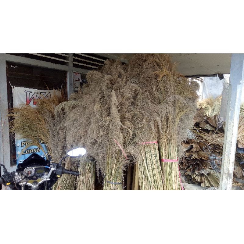 Pampas Bulu kering / dried pampas grass