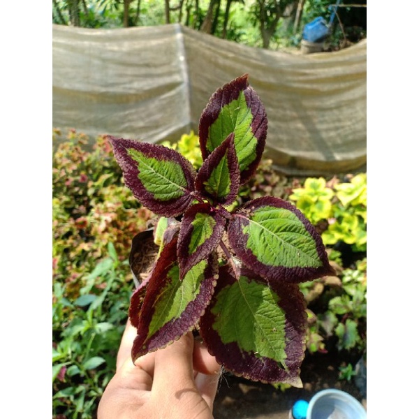 Tanaman hias miana bolu pandan premium(sudah berakar)