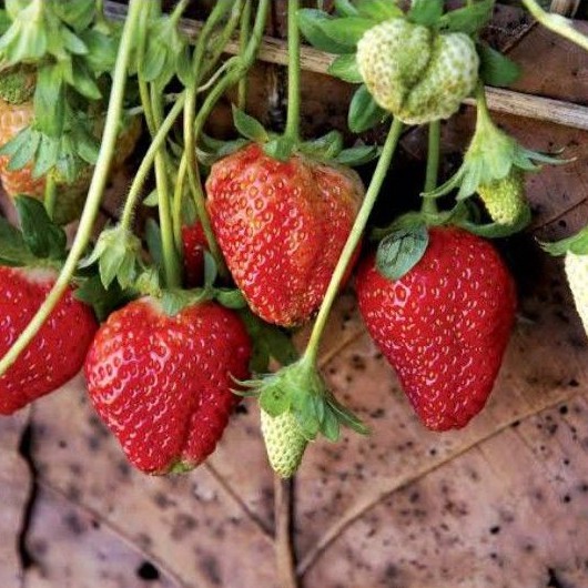 Paket Hemat poll 3 Jenis Tanaman Strawberry / Stroberi bakul kembang