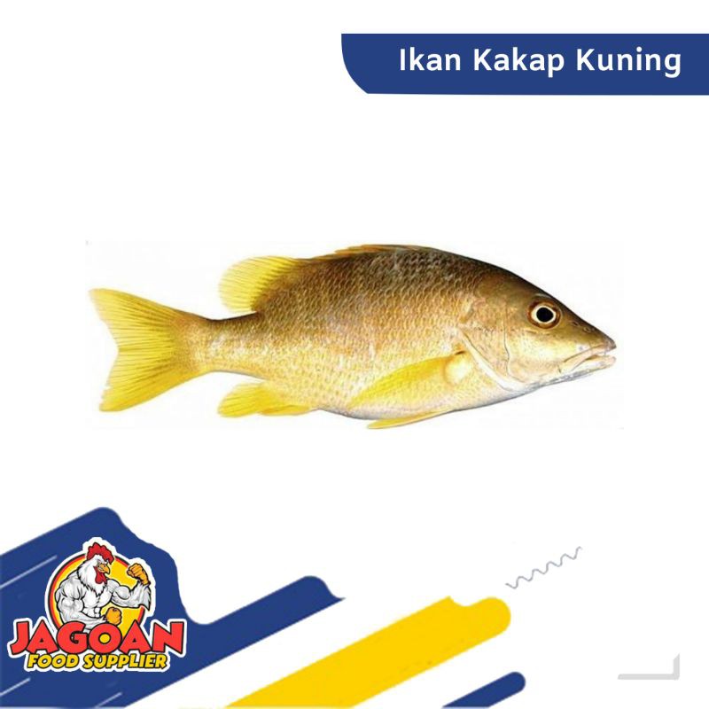 

Ikan Kakap Kuning Per Kg / Ikan Segar