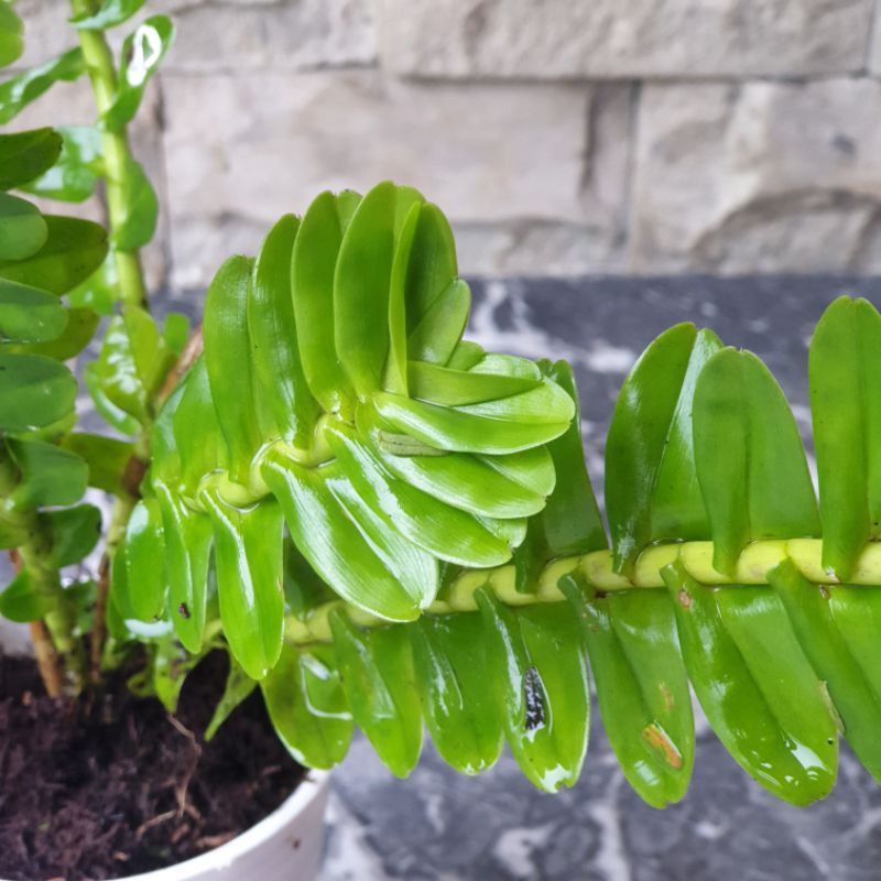 Tanaman hias langka kadaka pakis cantik dengan pot tawon putih