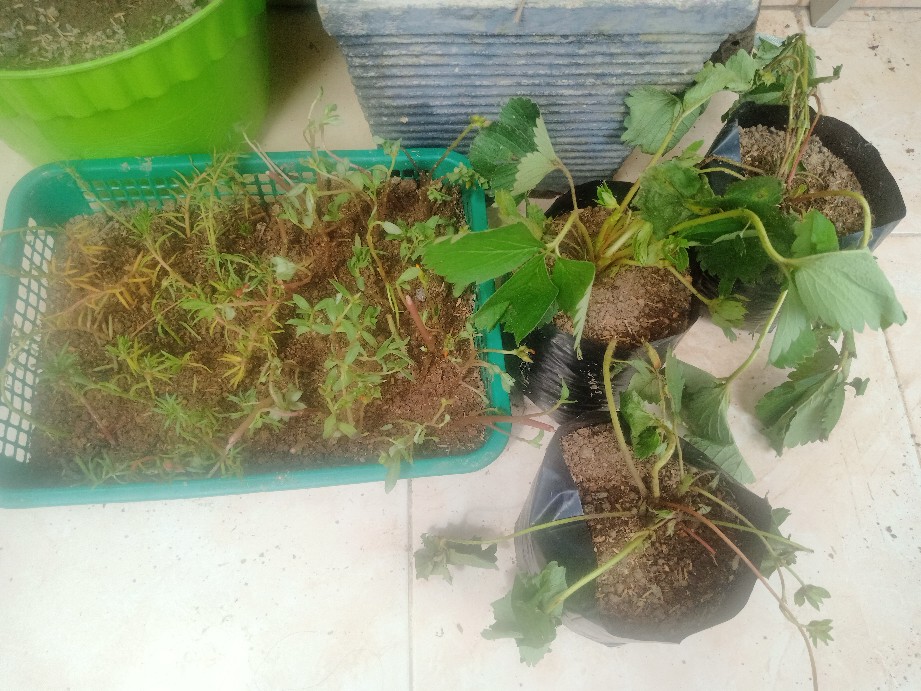 Polibek Ukuran 20 X 20