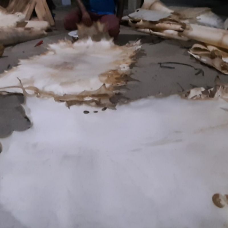 Kulit Kambing Jumbo Kulit Bedug Gendang