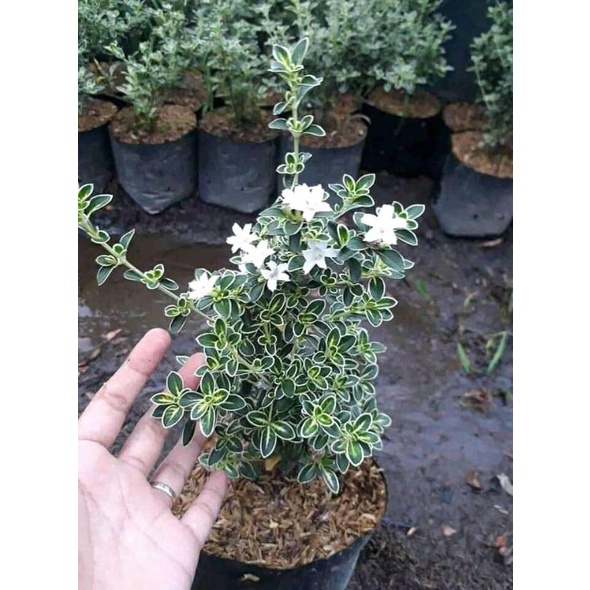 Tanaman Hias Mirten (Malpighia coccigera)/ Bahan Bonsai / Mirten varigata - BAKUL KEMBANG