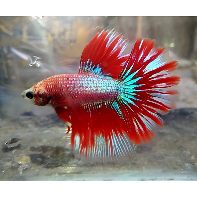 Ikan Cupang HALFMOON ROSETAIL
