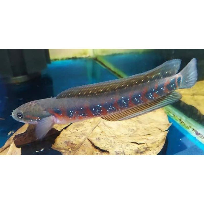 CHANNA ASIATICA RS PURE