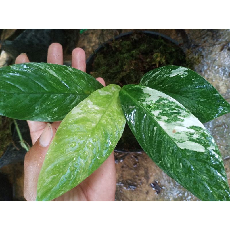 rhaphidophora foraminifera variegated