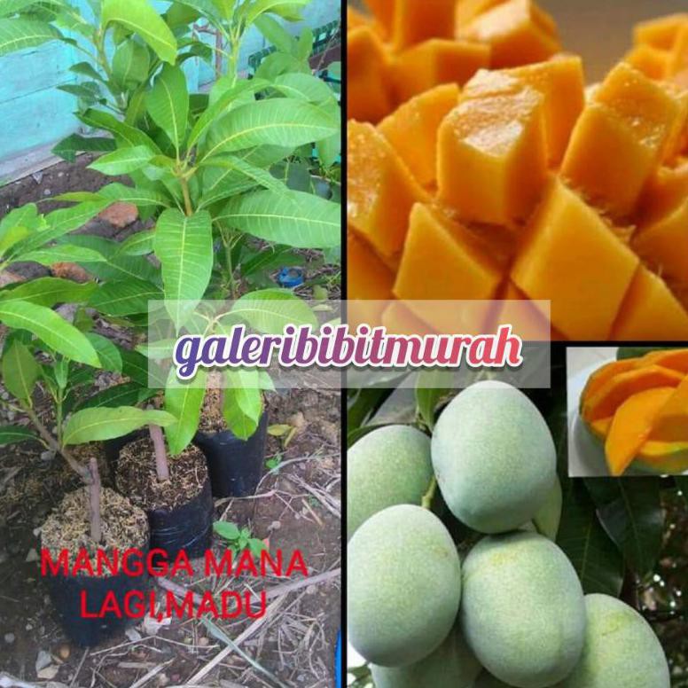 

#promo# BIBIT MANGGA MADU SUPER MANIS #muraaaah#buruaaan