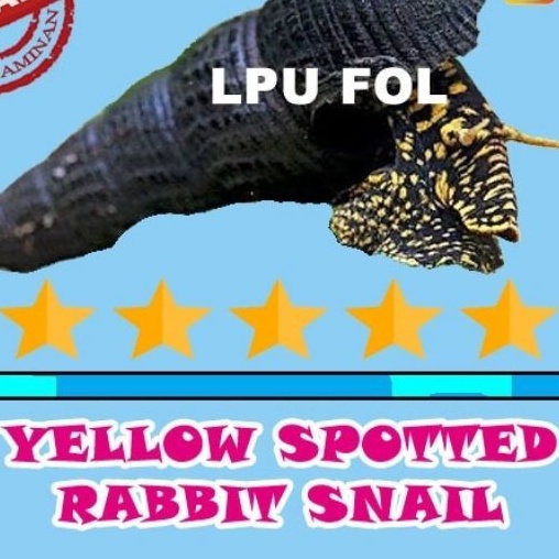 Keong Rabbit Snail - Yellow Spotted Rabbit Snail