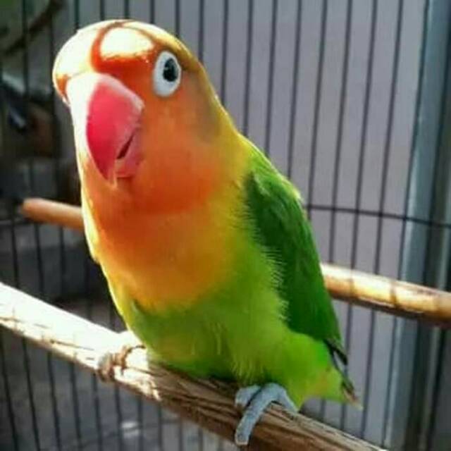 

Love bird josan dewasa siap ternak