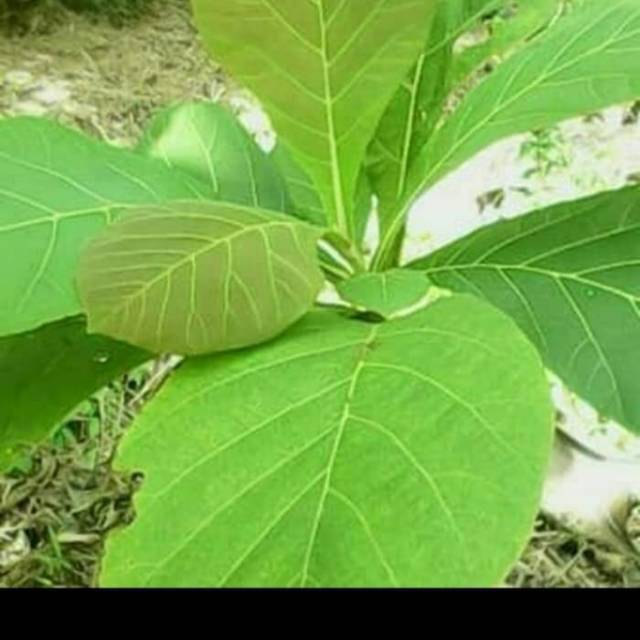Daun Jati bungkus makanan / alas piring rotan