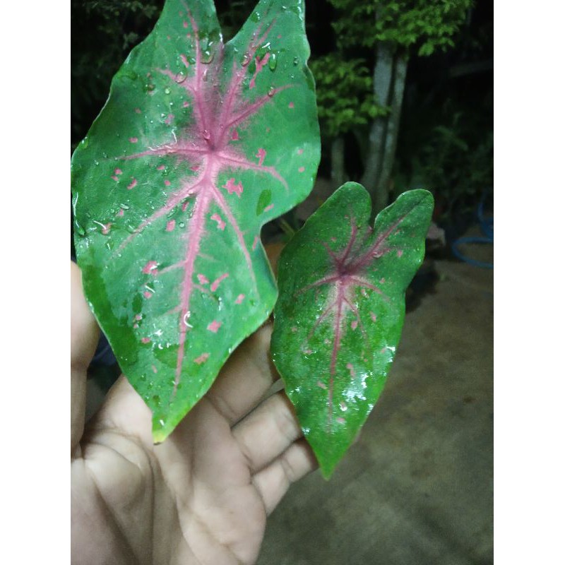 keladi lipstik bintik merah