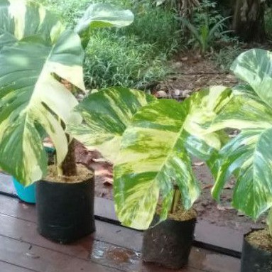 sirih gading jumbo beli 2 gratis 1 varigata sudah menjadi monstera varigata