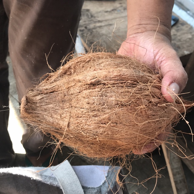

Kelapa parut