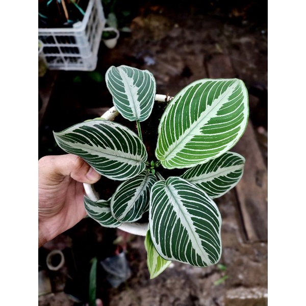 schismatoglottis chevron (barang langka)