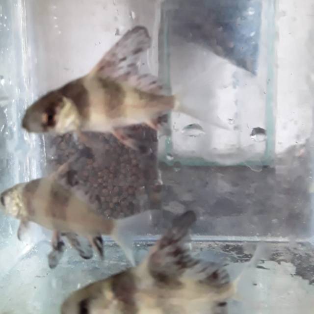 Ikan Chinese high fin 9/10 cm