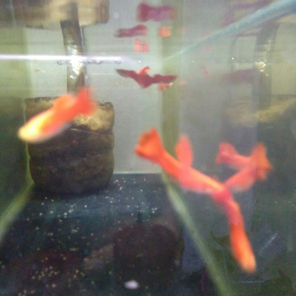

Ikan Guppy Albino Full Red AFR (pasangan)