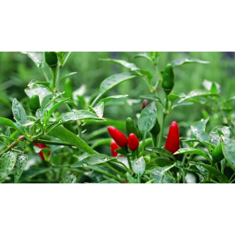 15 Benih Biji Cabe Hiyung Banjar